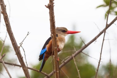 Çok renkli kingfisher bir dalda oturur. Meru, Kenya