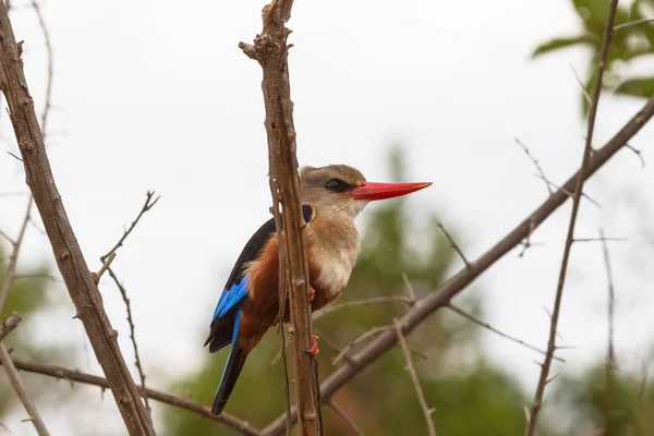 Πολύχρωμο Kingfisher Υπόλοιπο Στον Κλάδο Meru Κένυα — Φωτογραφία Αρχείου