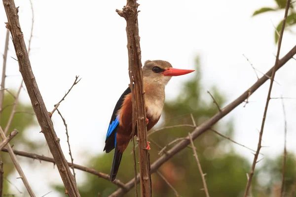 Kingfisher Περιμένει Θήραμα Meru Κένυα — Φωτογραφία Αρχείου