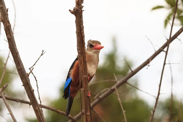 Kingfisher Odihnește Copac Deasupra Apei Meru Kenya — Fotografie, imagine de stoc