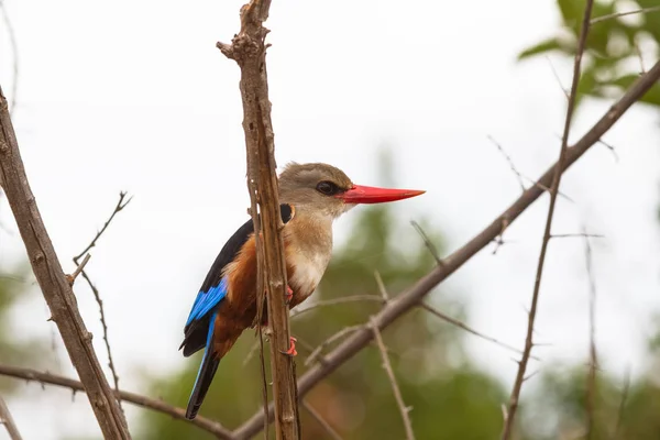 Kingfisher Odihneşte Copac Meru Kenya — Fotografie, imagine de stoc