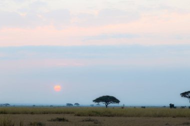 Savannah Amboseli manzarada. Kenya, Afrika