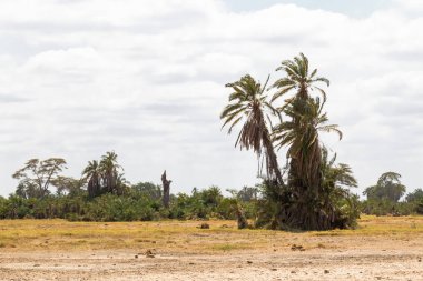 Palmiye ağacı Savannah. Savana küçük bir vaha. Amboseli, Kenya