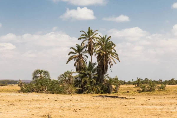 Savana küçük bir vaha. Amboseli, Kenya