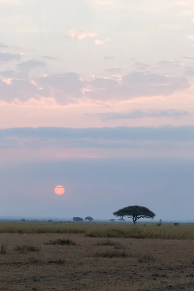 Noche Sabana Amboseli Kenia — Foto de Stock