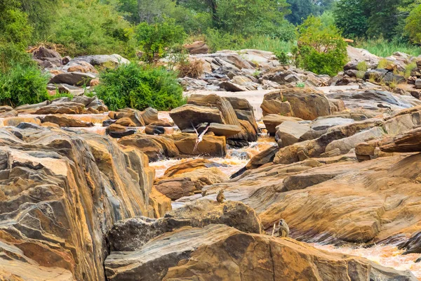 Parklar ve Meru Kora sahil Tana Nehri. Kenya, Afrika