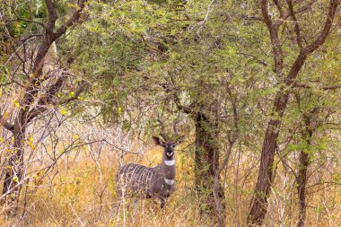 Güzel kudu Meru Bush portresi. Kenya, Afrika