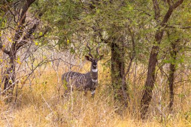 Meru çalılıkları içinde daha az kudu portresi. Kenya, Afrika