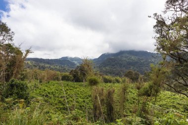 Yeşil park Aberdare. Kenya, Afrika