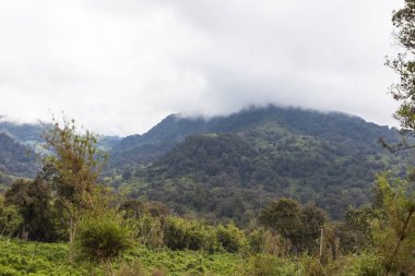 Aberdare yeşil deniz. Kenya, Afrika