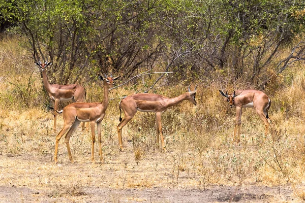 Gruppo Gazzelle Giraffe Nelle Boscaglie Meru Kenya Africa — Foto Stock