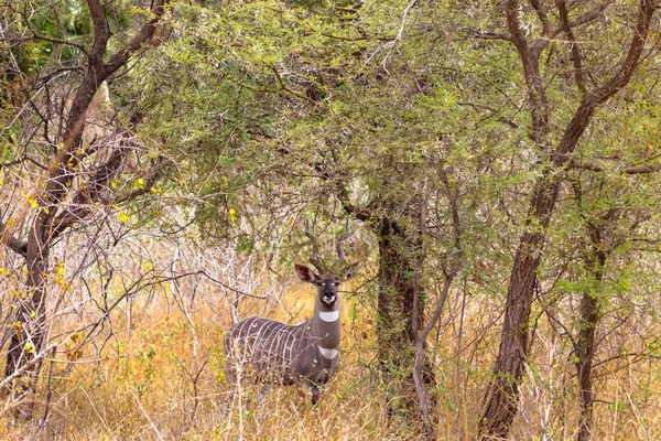 Güzel kudu Meru Bush portresi. Kenya, Afrika