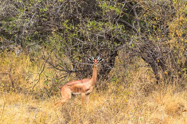 Gerenuk Ceylan Meru Çalılıkları Içinde Portresi Kenya Afrika — Stok fotoğraf