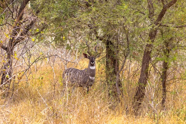 Meru çalılıkları içinde güzel daha az kudu portresi. Kenya, Afrika