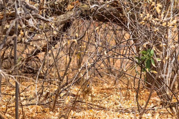 Pequeño Dik Dik Damara Arbusto Meru Kenia — Foto de Stock