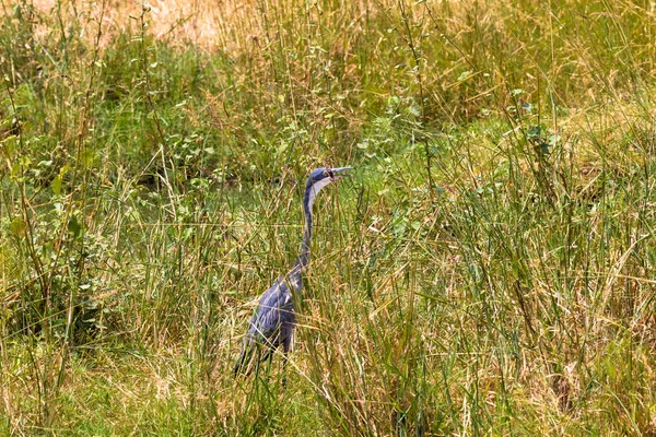 Büyük mavi balıkçıl av için bekliyor. Meru park, Kenya