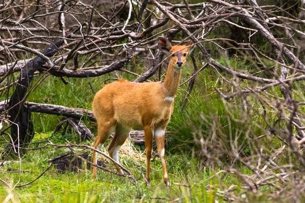 Bushbuck Ligero Arbusto Aberdare Kenia — Foto de Stock