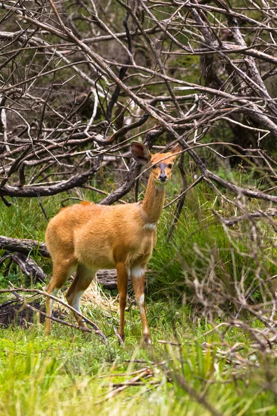 Luz Marrom Bucha Antílope Borda Floresta Quénia — Fotografia de Stock