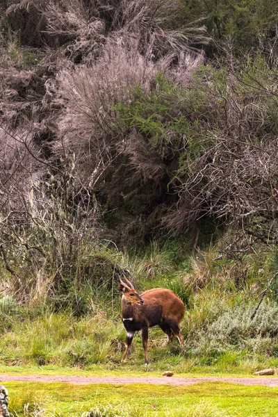 Retrato Antílope Bushbuck Montanha Aberdare Quénia — Fotografia de Stock