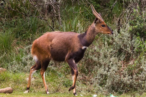 Krásné Tmavě Hnědé Lesoň Antilopa Parku Aberdare Keňa — Stock fotografie
