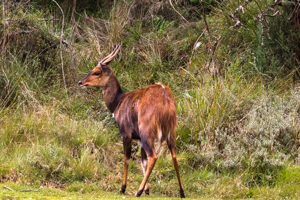 Belleza Naturaleza Bushbuck Aberdare Kenia — Foto de Stock