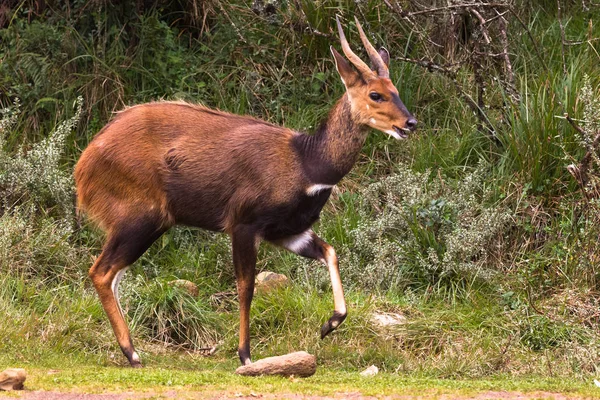 Hermoso Antílope Arbusto Color Marrón Oscuro Aberdar Park África — Foto de Stock