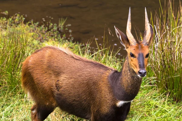 Antylopa Bushbuck Bliska Mały Strumień Aberdare Kenia — Zdjęcie stockowe