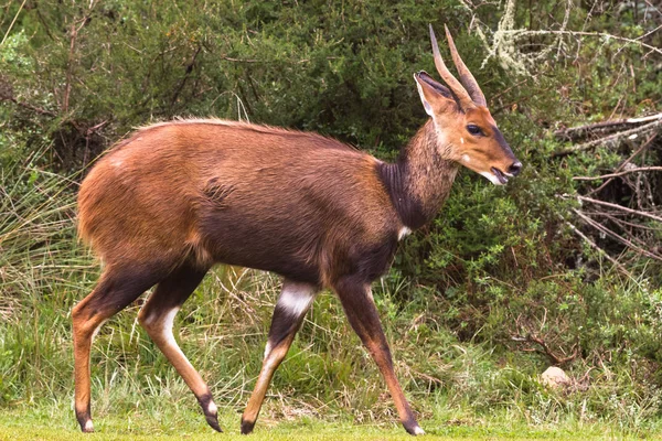 Antílope Pleno Crescimento Bushbuck Aberdare Quênia — Fotografia de Stock