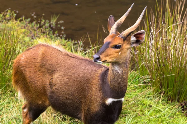 Портрет Антилопи Bushbuck Aberdare Кенія — стокове фото