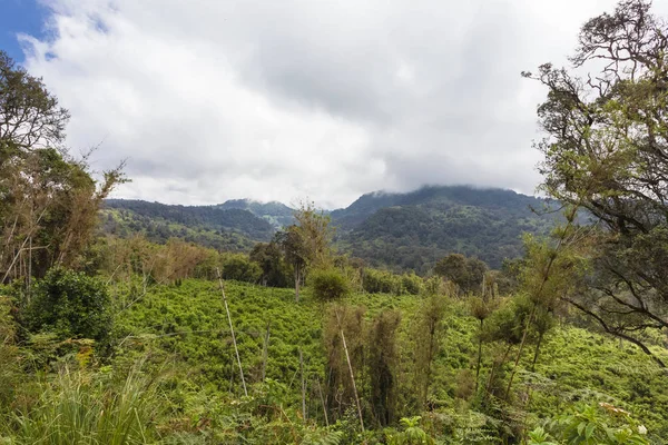 Océano Verde Aberdare Kenia África —  Fotos de Stock