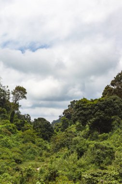 Mount Aberdar eteklerinde. Kenya, Afrika