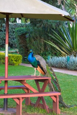 Tavus kuşu yakın çekim. Aberdare, Kenya
