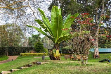 Tropikal palmiye ağaçları Aberdare Park, Kenya
