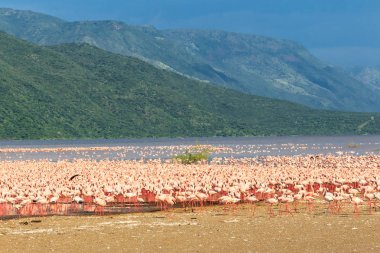 Panorama pembe flamingolar sürü Gölü kıyısındaki Baringo Tarih ile. Kenya, Afrika