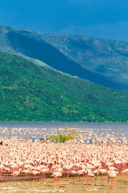 Flamingolar Lake Baringo üzerinde birikimi. Kenya, Afrika