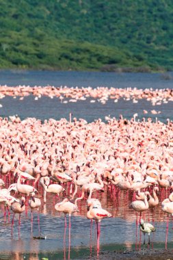 Lake Baringo üzerinde pembe flamingolar sürü. Kenya, Afrika