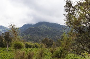 Mount Aberdar bulutlar. Kenya, Afrika
