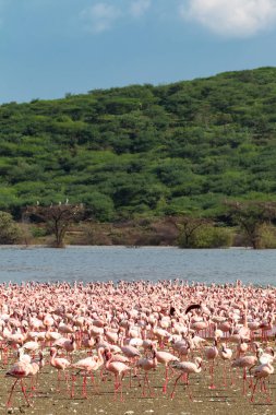 Lake Baringo flamingolar sürü. Kenya, Afrika