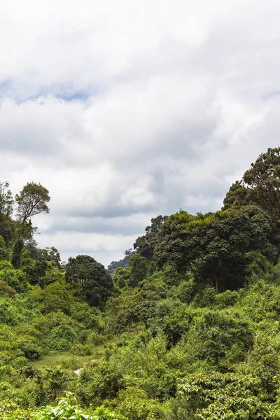 Een Rel Van Groen Berg Aberdare Kenia Afrika — Stockfoto