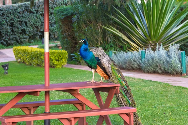 Peacock Stă Masă Aberdare Kenya — Fotografie, imagine de stoc