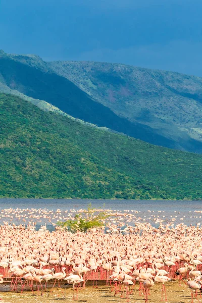 Büyük pembe sürüsü Lake Baringo üzerinde. Kenya, Afrika