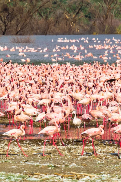 Eine Große Rosa Herde Ufer Des Baringosees Kenia Afrika — Stockfoto