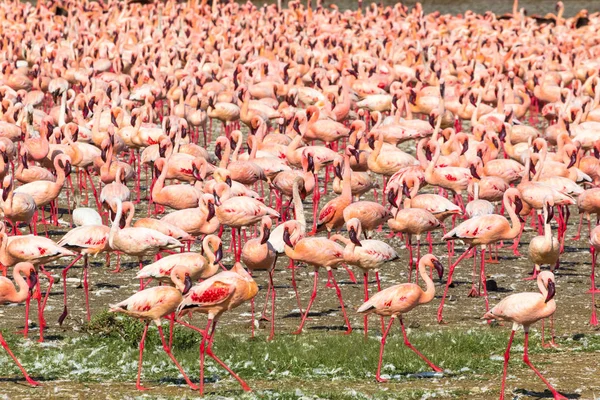 Göl kıyısında pembe flamingolar sürü. Baringo, Kenya