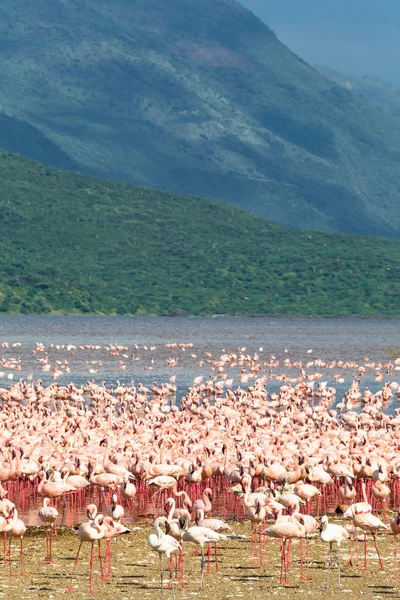 Flamingolar Lake Baringo üzerinde bir sürü ile manzara. Kenya, Afrika
