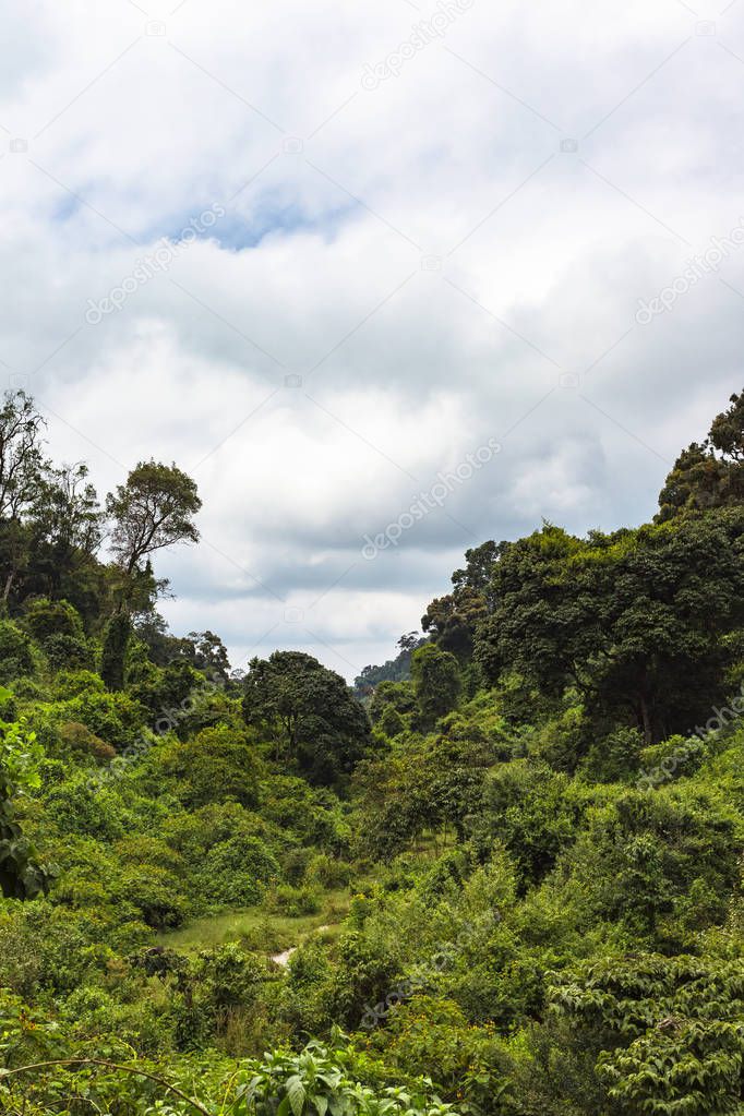 The riot of greenery on Mount Aberdar. Kenya, Africa