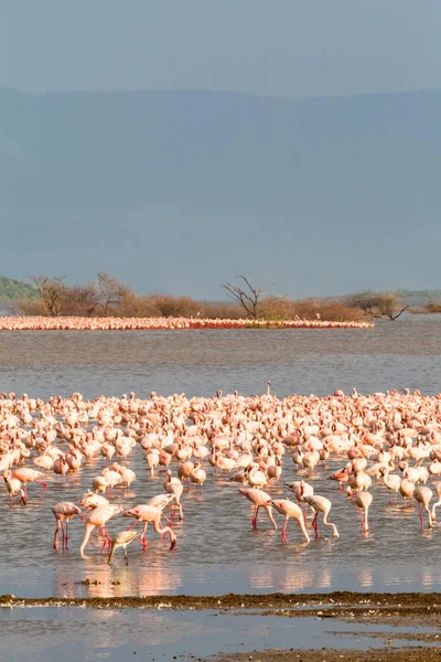 Landschaft Des Baringo Sees Flamingo Afrika — Stockfoto