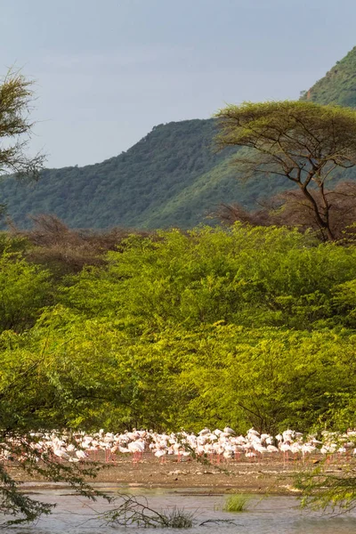 Landscape Birds Flamingo Lake Baringo Africa — Stock Photo, Image