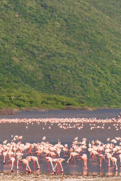 Paysage Avec Des Oiseaux Roses Flamant Rose Lac Baringo Afrique — Photo