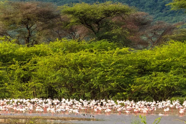 Rosafarbener Flamingo Vom Baringosee Kenia Afrika — Stockfoto