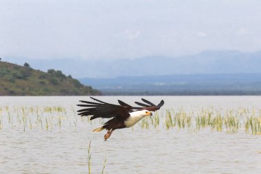 Hunt. Kartal fisher. Lake Baringo. Kenya, Afrika